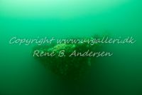Anders Martin