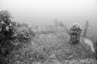 Minos (Hellfrid Bissmark)