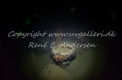 Minos (Hellfrid Bissmark)