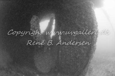 Minos (Hellfrid Bissmark)