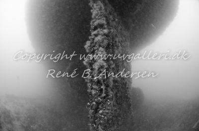 Minos (Hellfrid Bissmark)