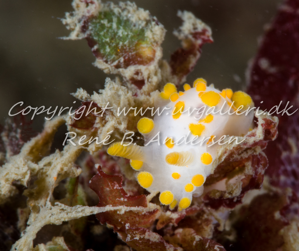 Anders Martin