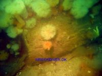 Wilhelmmine