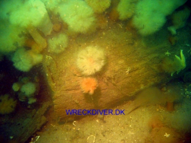 Wilhelmmine