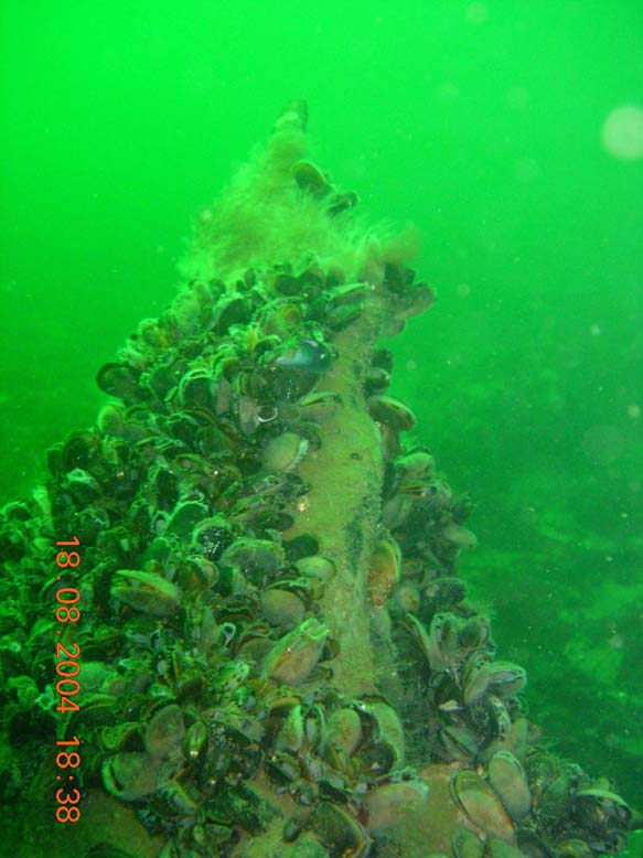 Dannebroge