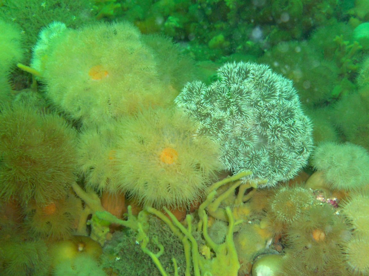 Cimbria Hjuldamper