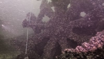 Hjuldamper Express 1