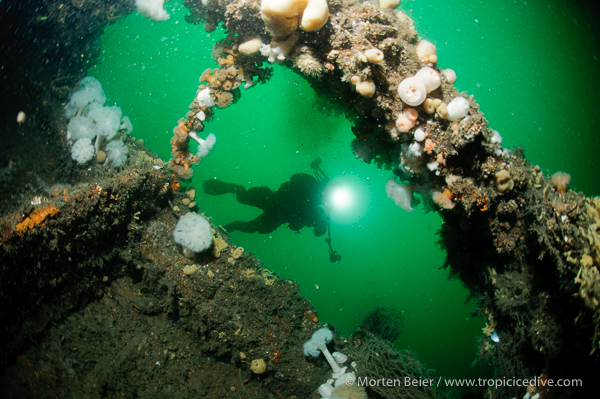 Anemonevraget