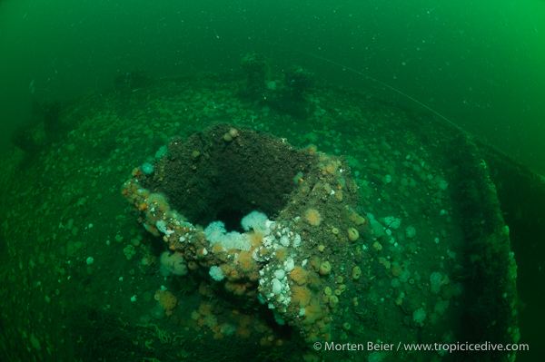 Anemonevraget