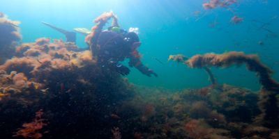 Amager Strandpark og Havheksen