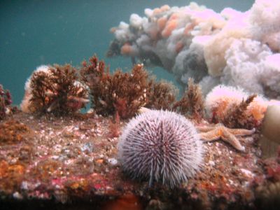 Malene Slotø af Randers