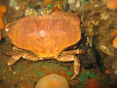 Malene Slotø af Randers