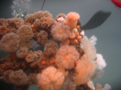 Malene Slotø af Randers