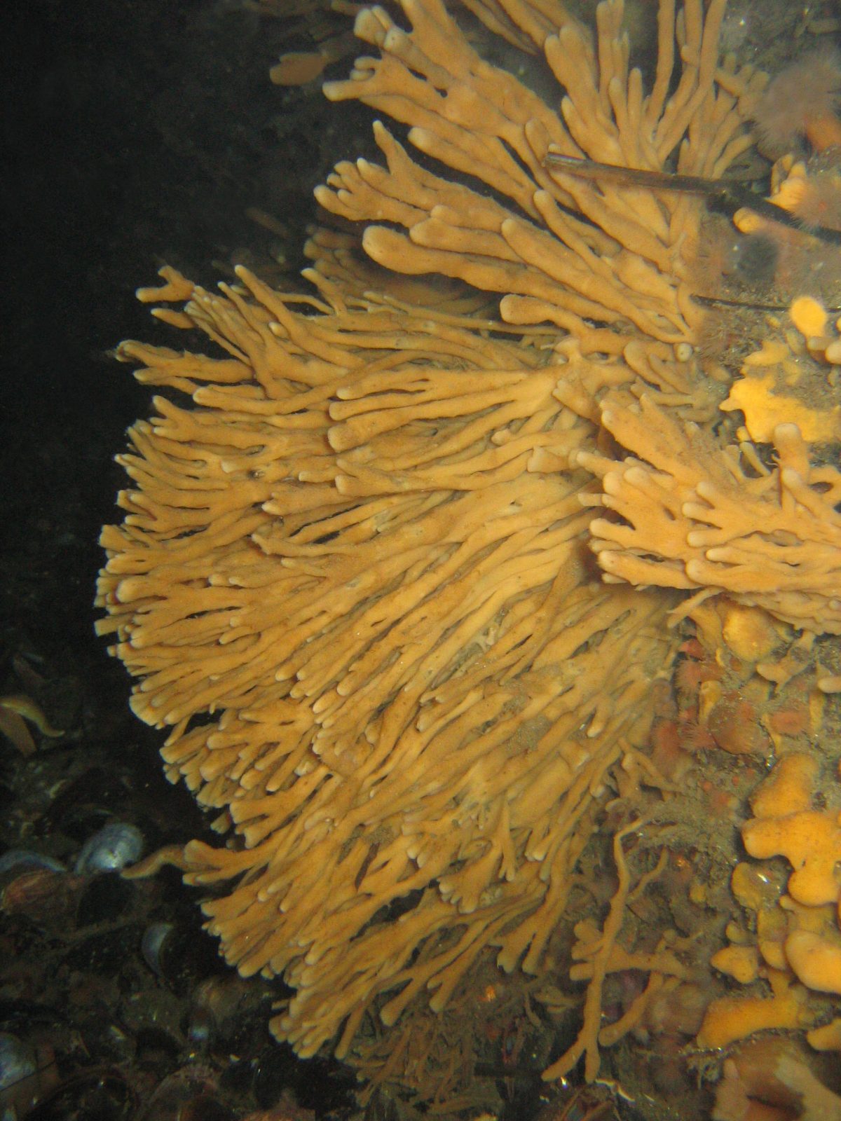 Søspejderne