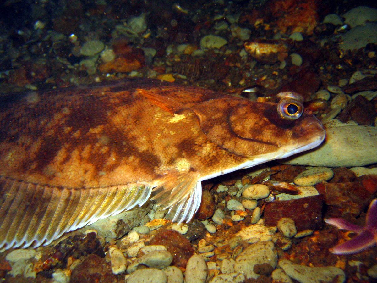 Søspejderne