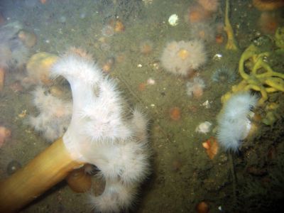 Anemonevraget