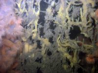 Anemonevraget