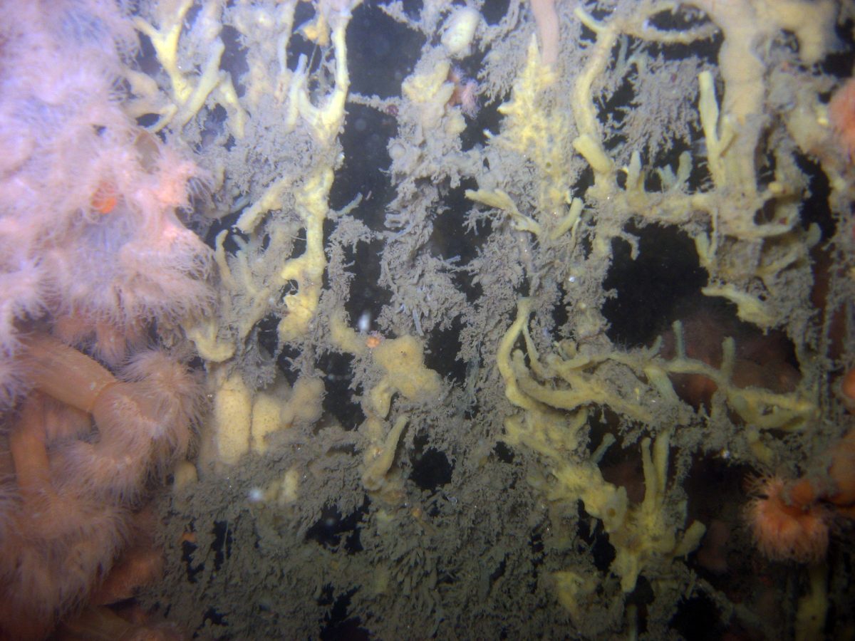 Anemonevraget