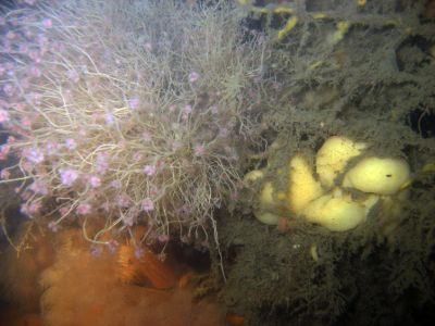 Anemonevraget