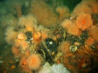 Anemonevraget