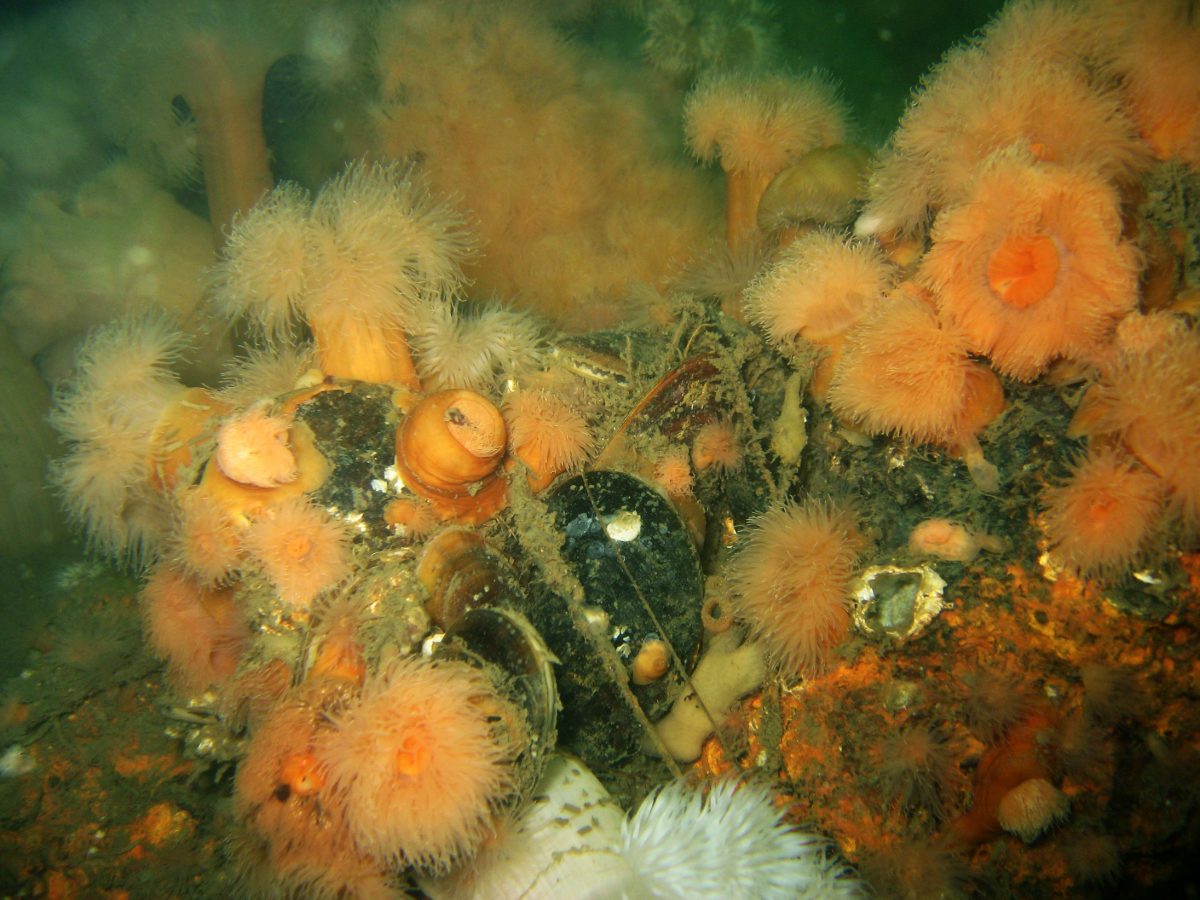 Anemonevraget