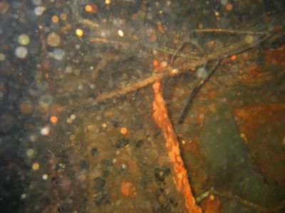 Director Reppenhagen S/S