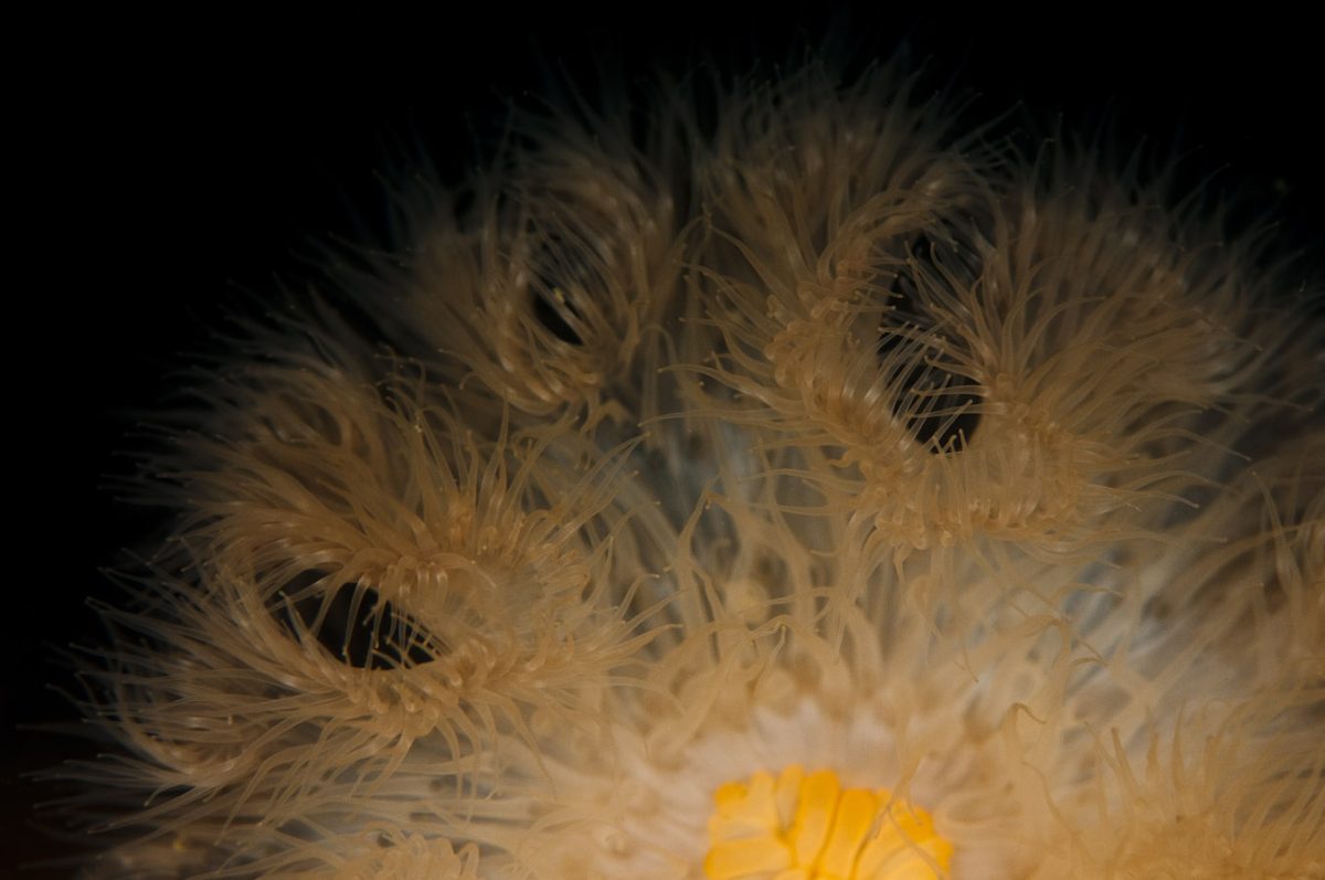 Anemonevraget