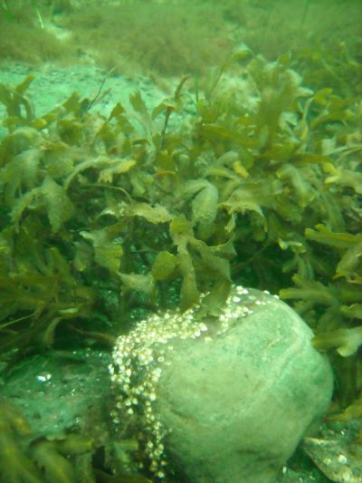 Knud Rasmusen statuen