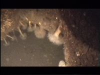 S 103 Torpedebåd