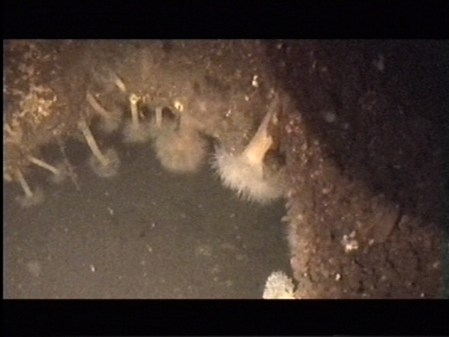 S 103 Torpedebåd