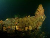 Wilhelmmine