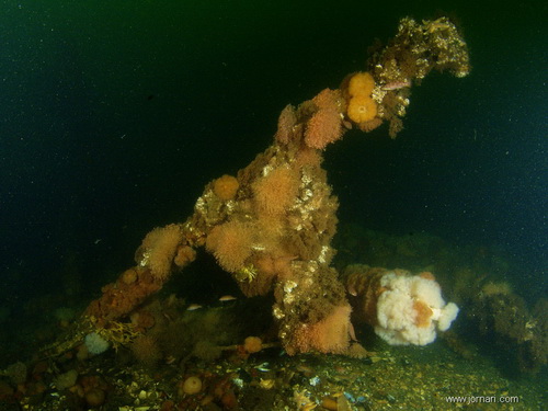 Wilhelmmine