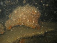 Torpedo båden Kjell