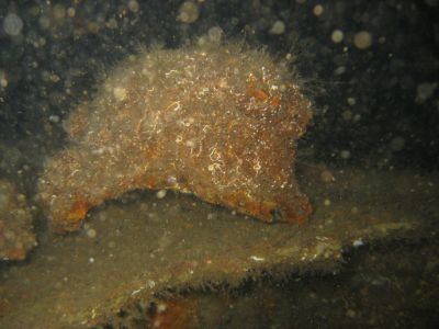 Torpedo båden Kjell