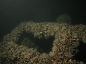 Bonita M/S
