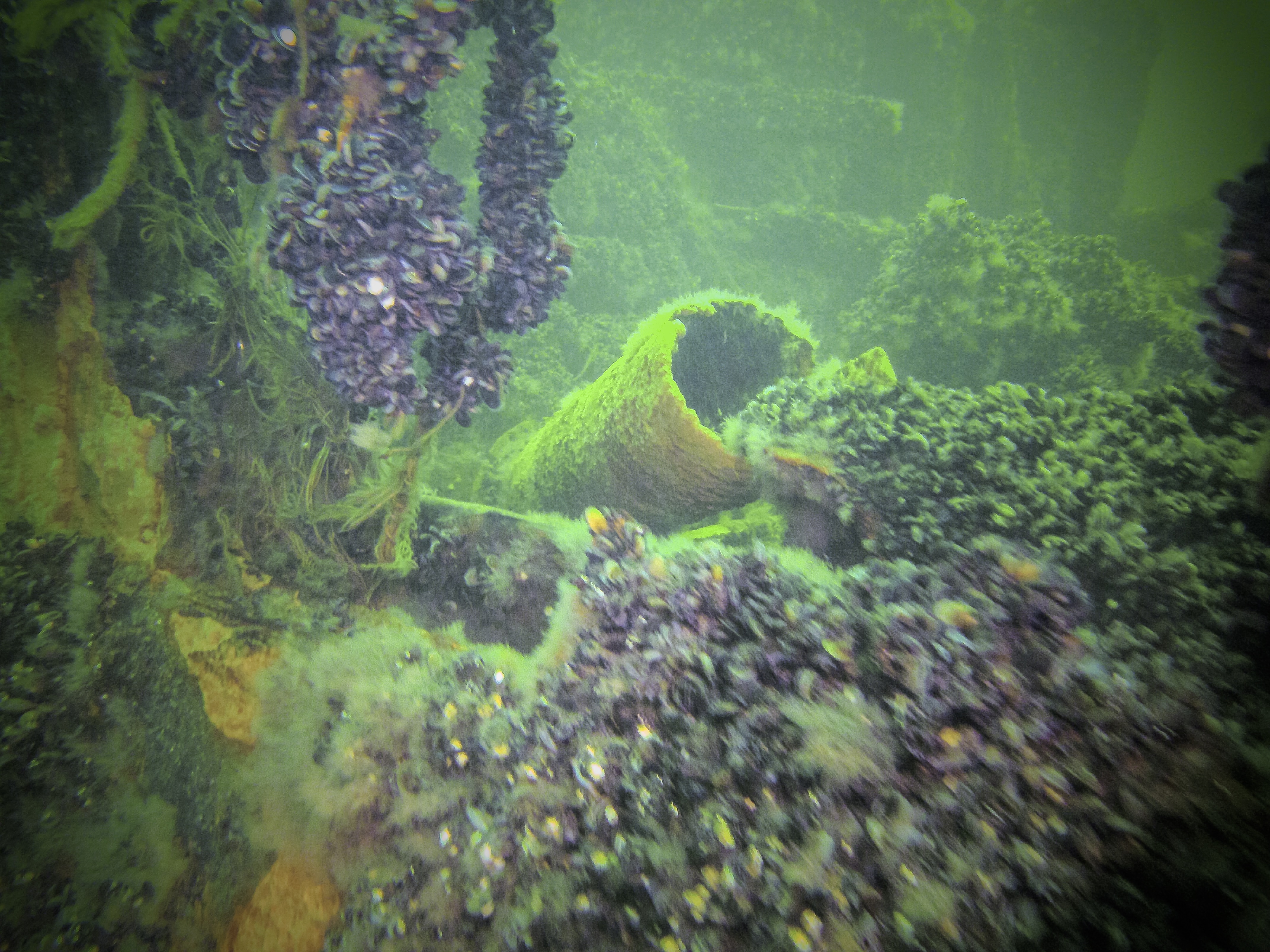 Minos (Hellfrid Bissmark)