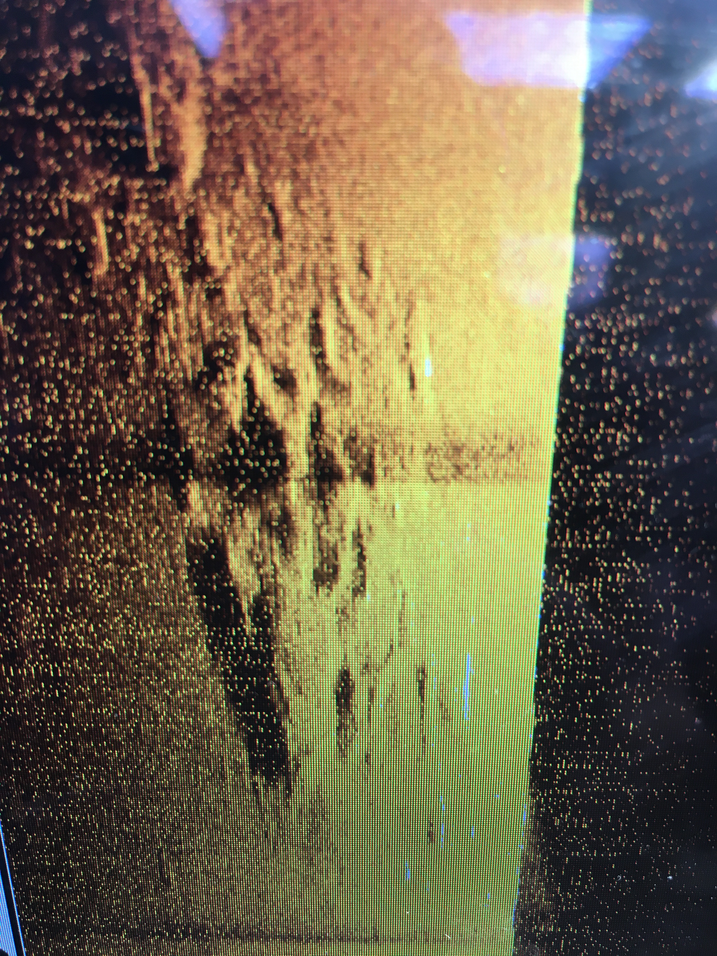 Der Kaiser S/S /Elsass