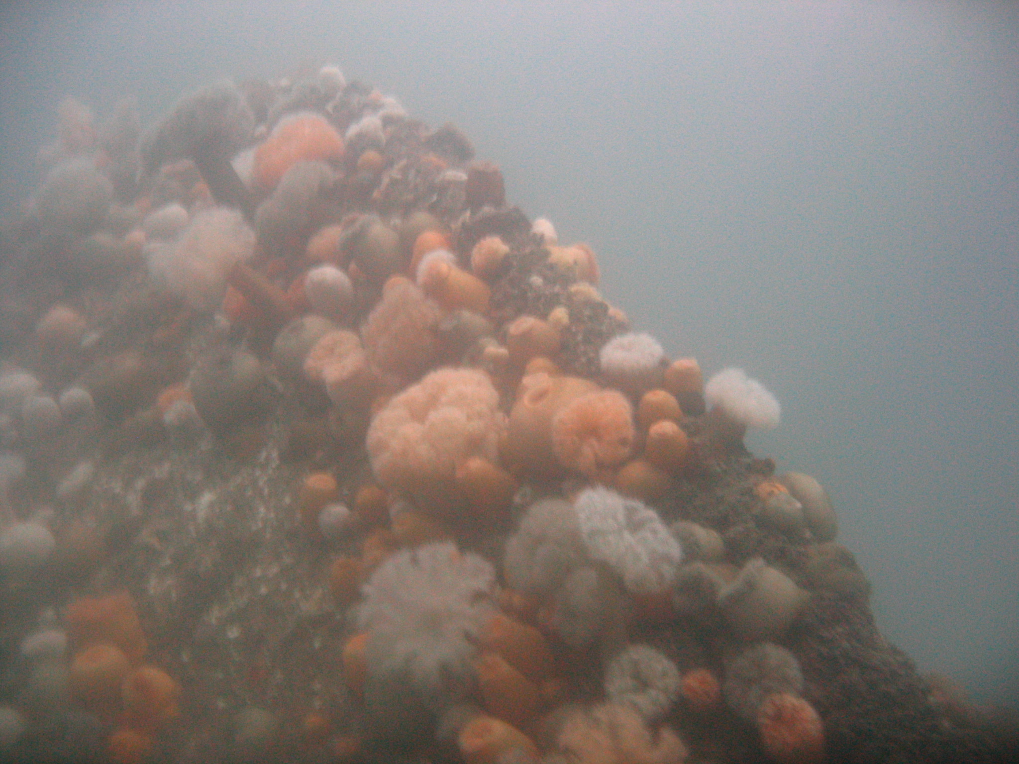 Malene Slotø af Randers