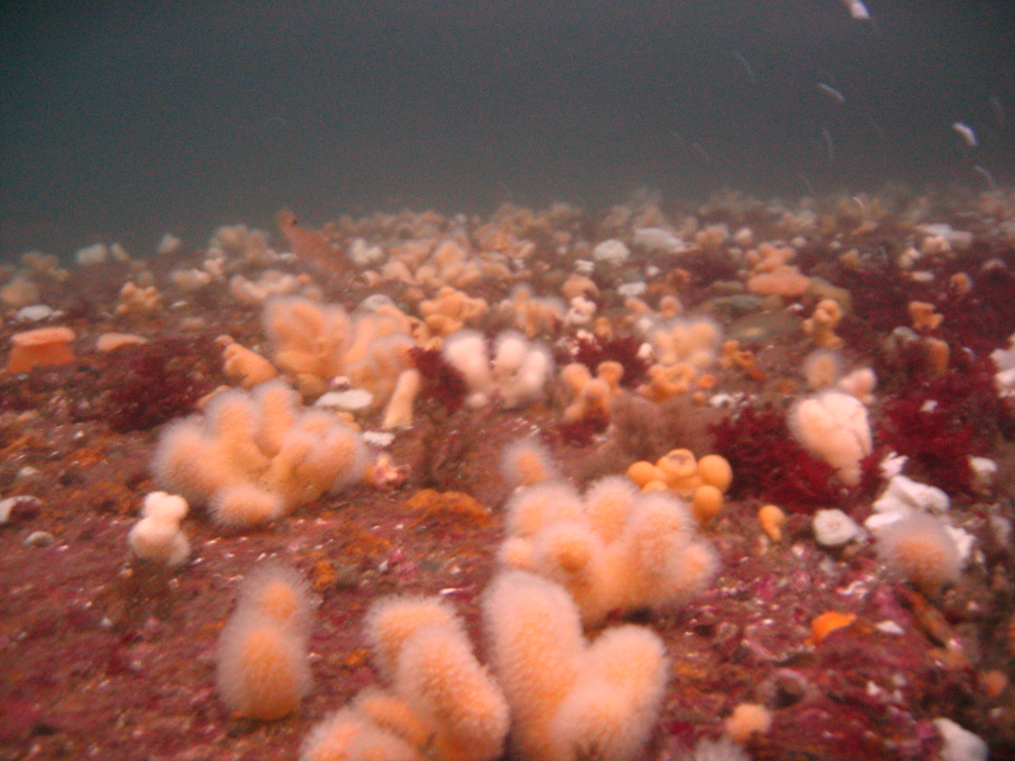 Malene Slotø af Randers