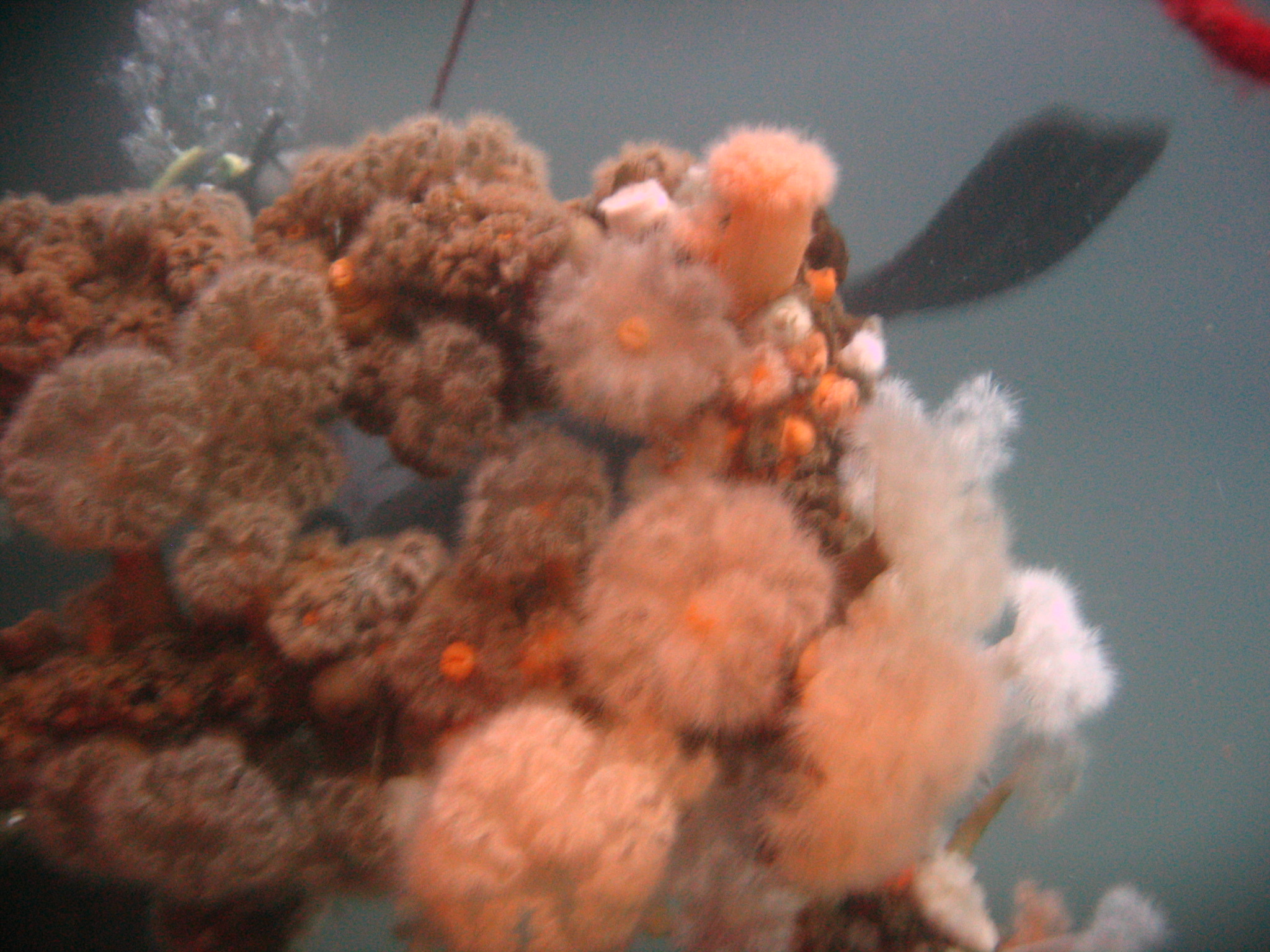 Malene Slotø af Randers