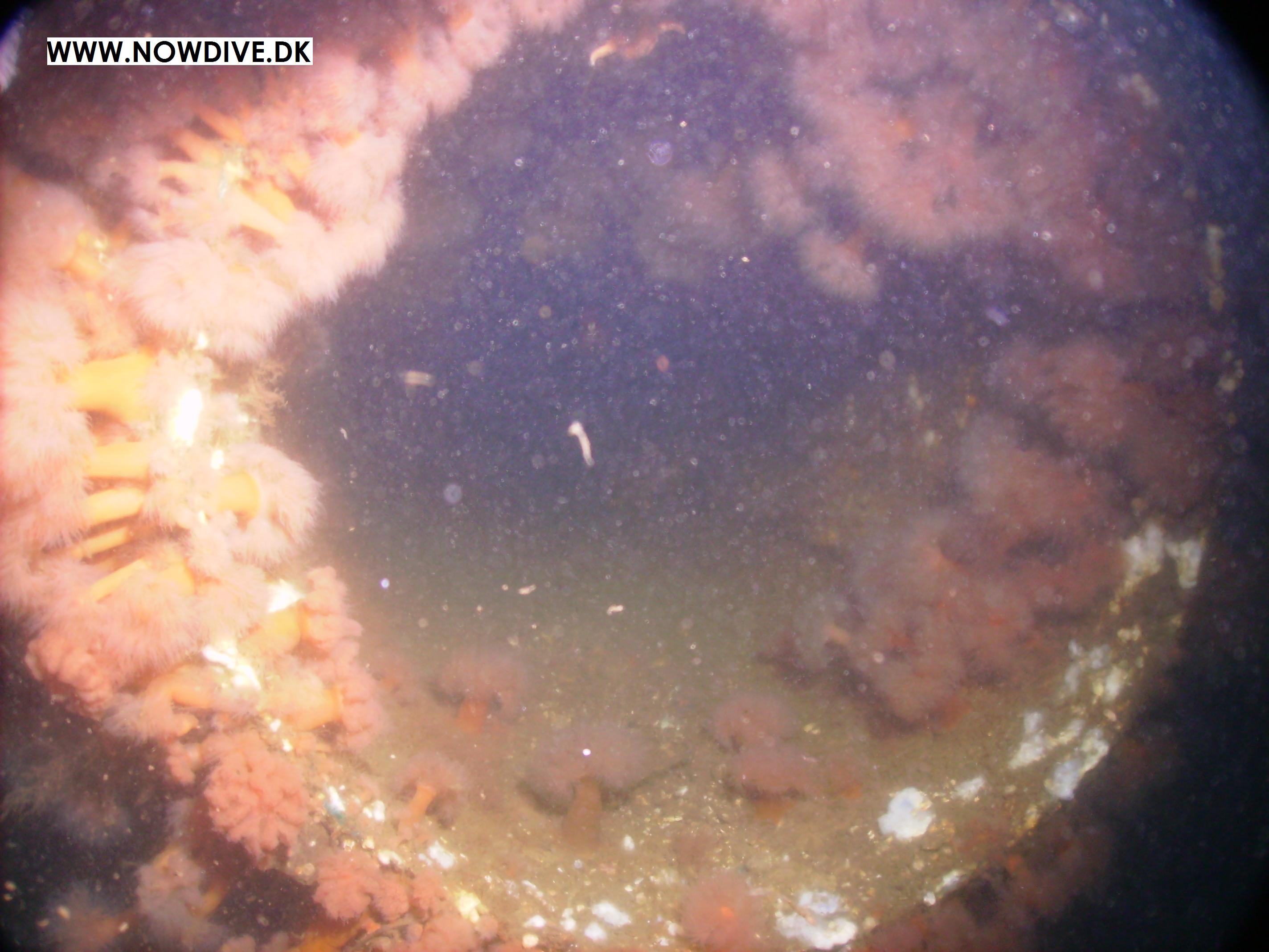 De tre (fire) Motortorpedobåde båd (4)