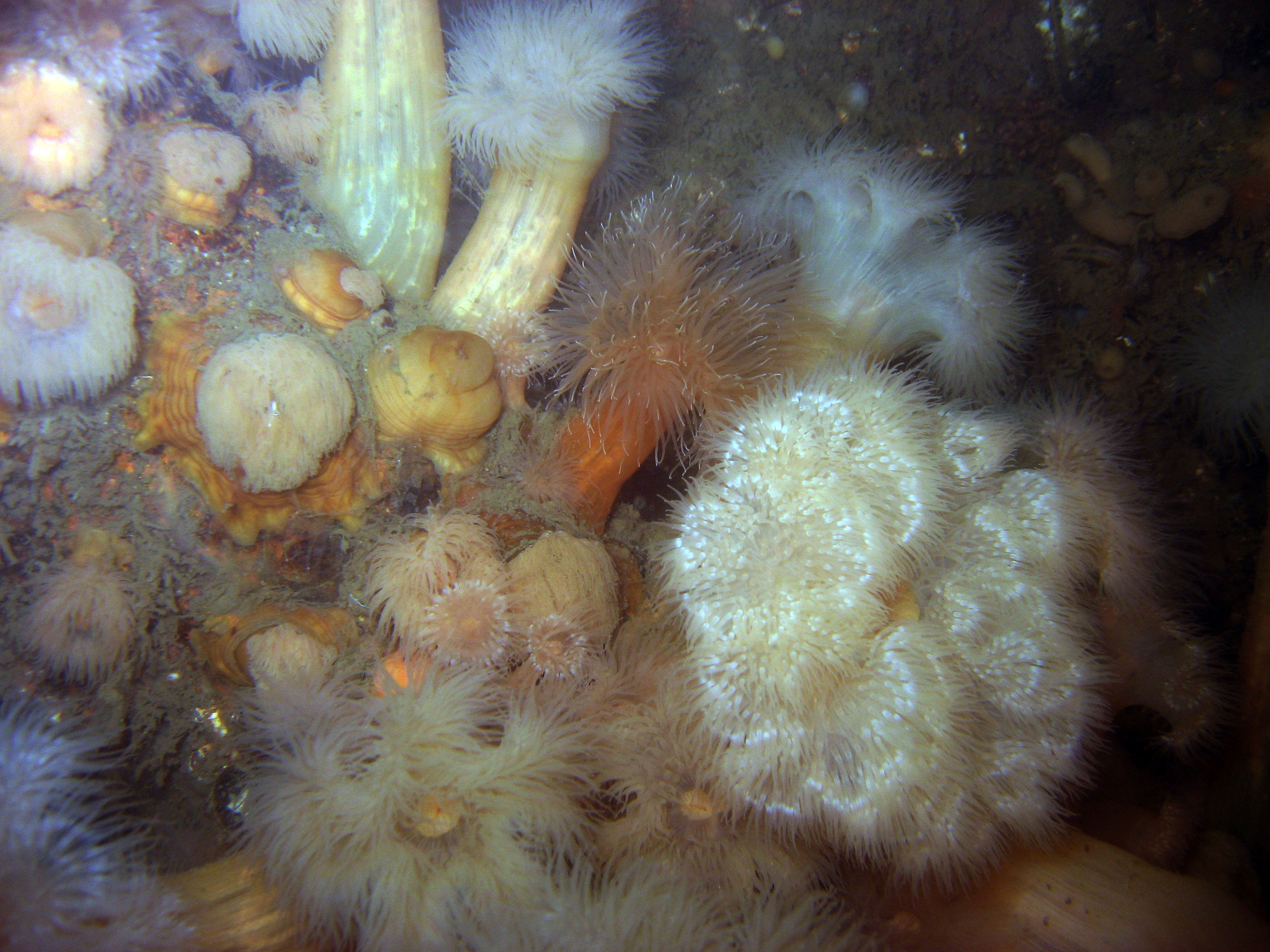 Anemonevraget