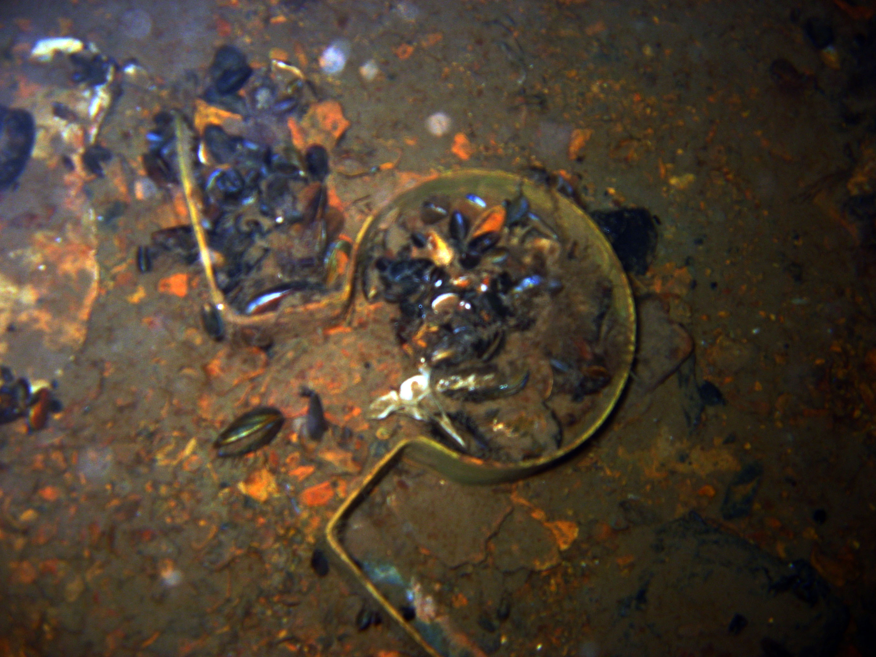 Director Reppenhagen S/S