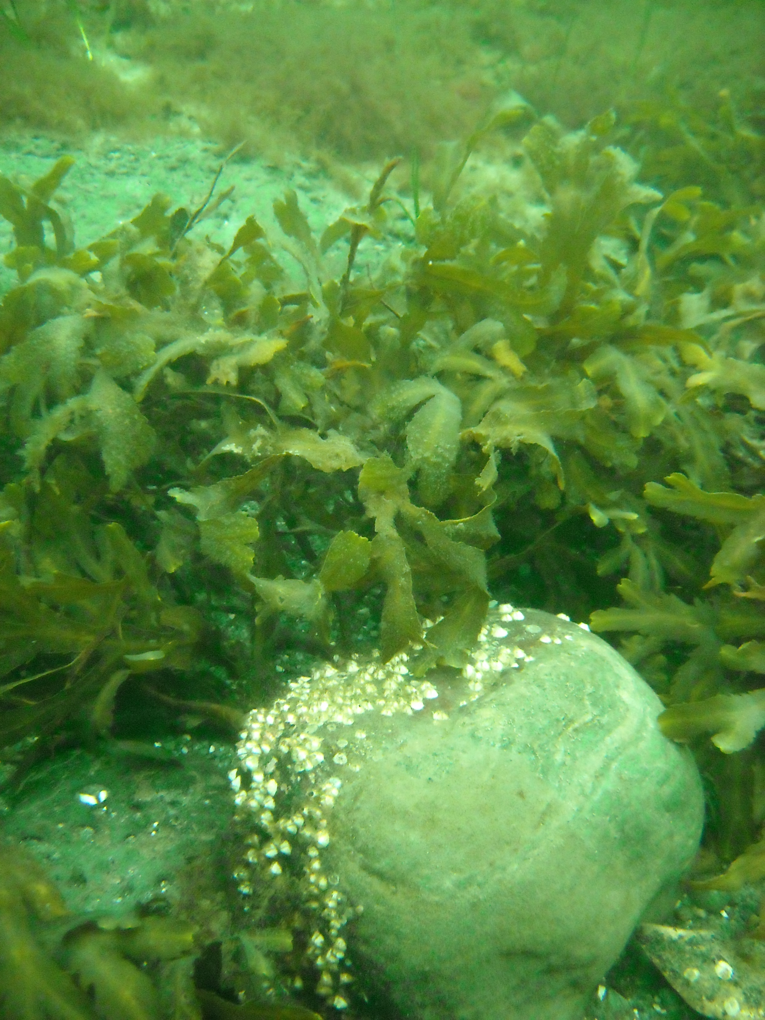 Knud Rasmusen statuen