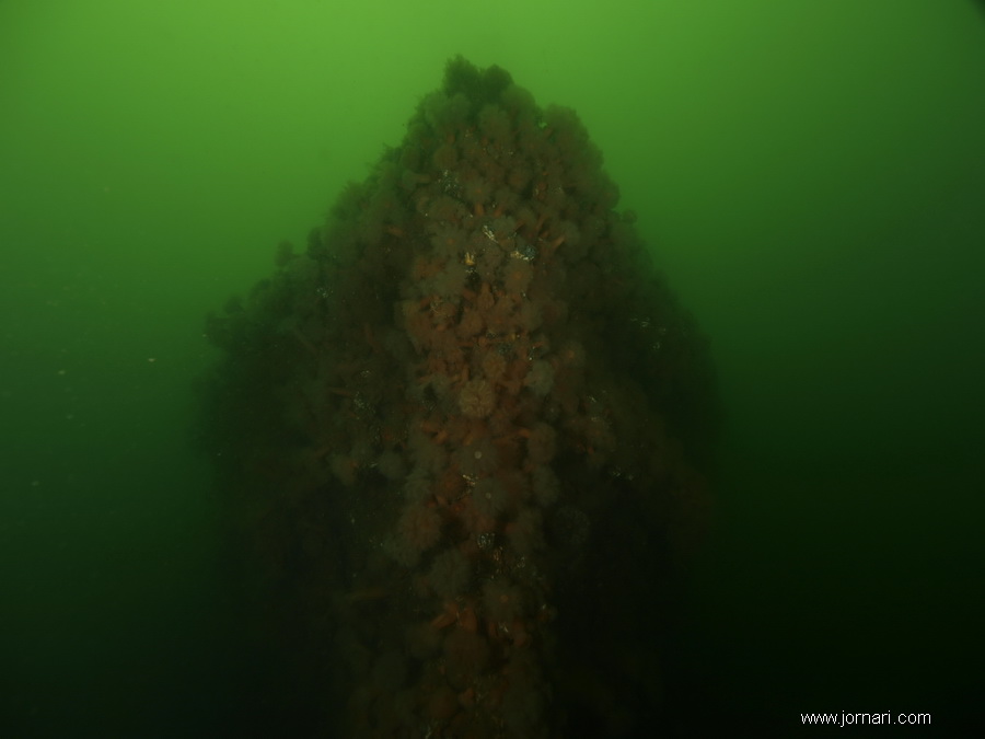 De tre Motortorpedobåde båd (1)