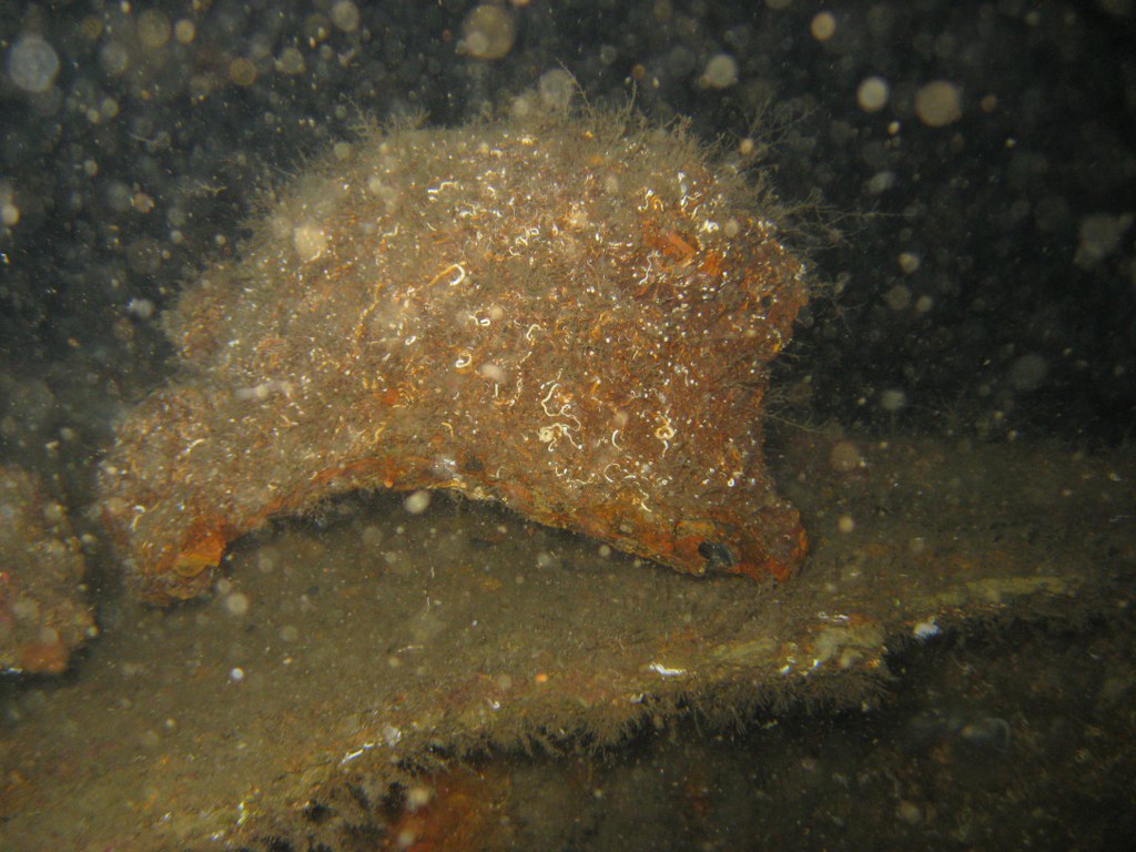 Torpedo båden Kjell